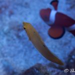 Yellow Corris Wrasse and Jaws the Clownfish